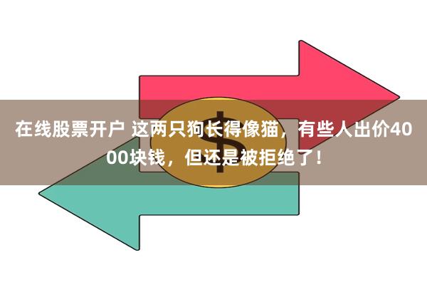 在线股票开户 这两只狗长得像猫，有些人出价4000块钱，但还是被拒绝了！